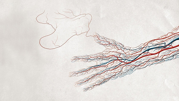 Вены - реки жизни