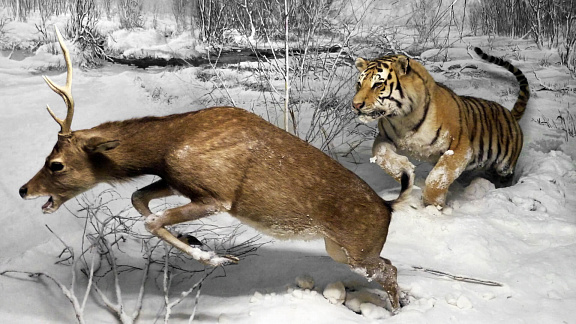 «Травоядные против хищников» - Толмачев Александ