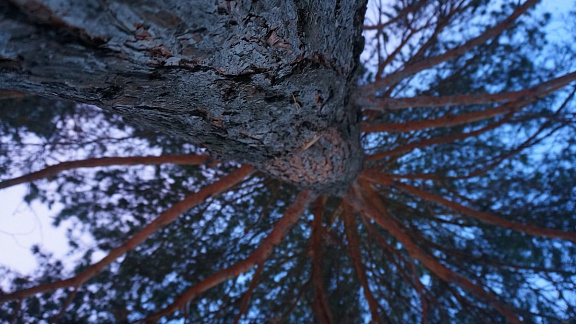 Древо Жизни - Возрождение