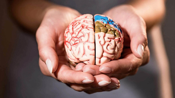 «Здоровый Мозг» - Алексей Маматов