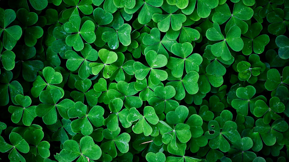 Трилистник вашего оздоровления