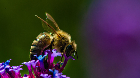«Почему вымирают пчелы?» - Толмачев Александр