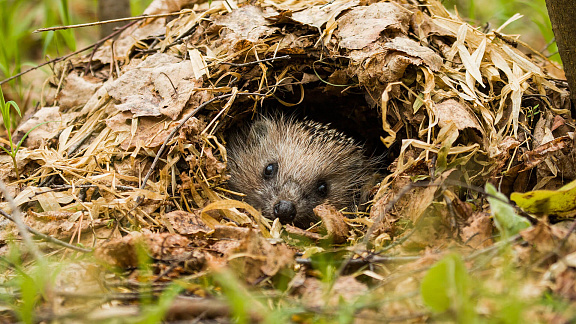 «Как животные готовятся к зиме: Издание 2» - Толмачев Александр