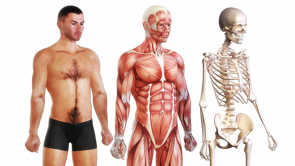 «Восстановление костного аппарата» - Квант Юджиния