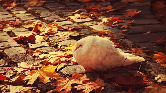 Защитите себя от осенней простуды