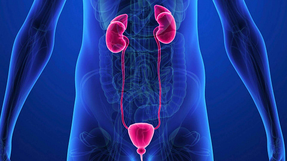 «Половая система» - Миронов Егор