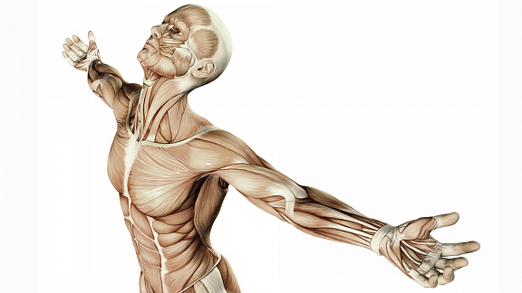 «Все, что вы хотели знать о кинезиологии» - Сазонова Анна