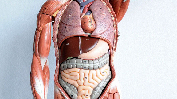 «Устранение износа органов» - Квант Юджиния