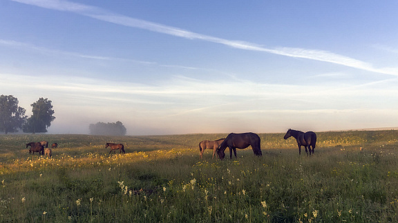«Степь, полная чудес» - Толмачев Александр