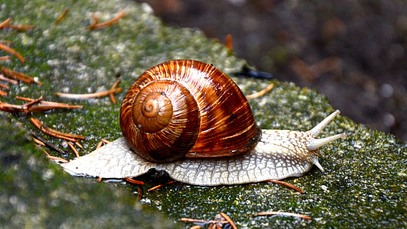 «Улитки, слизни, черви и пиявки» - Толмачев Александр
