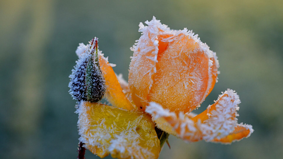 «Как растения готовятся к зиме» - Толмачев Александр